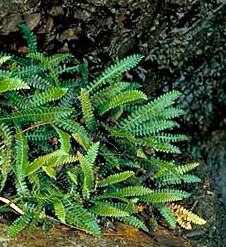 Alpine Water Fern, Blechnum penna-marina