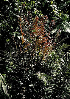 Gristle Fern, Blechnum cartilagineum