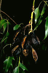 Black Kurrajong Tree, Kurrajong