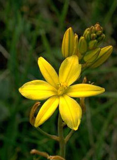 Bulbine Lily