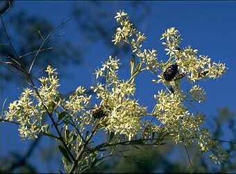 Australian Blackthorn