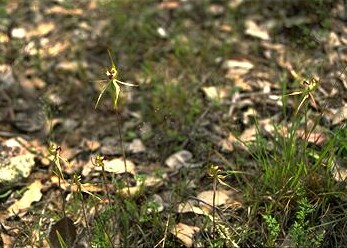 Spider Orchid