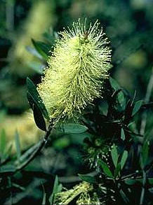 C. paludosus (Swamp Bottlebrush)