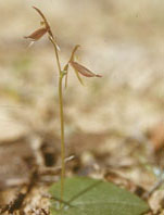 Gnat Orchid