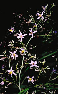 Blue Flax Lily, Anther Flax Lily