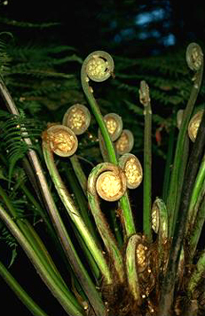 Fronds