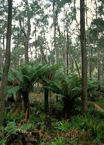 Tree Fern