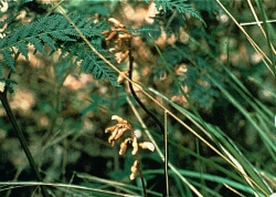 Native Potato