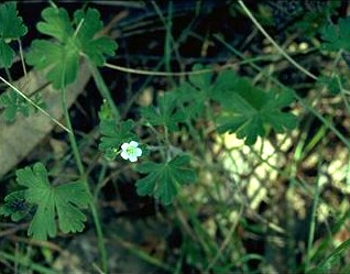 Native Geranium