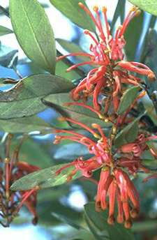 Grevillea