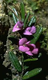 H. pupurea var. montana