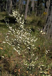 Bearded Heath