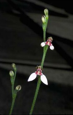 Eriochilus