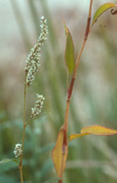 Knotweed