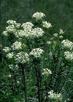 Rice Flower