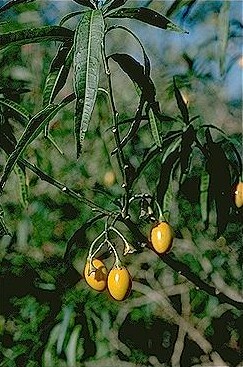 Kangaroo Apple
