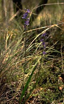 Sun Orchid