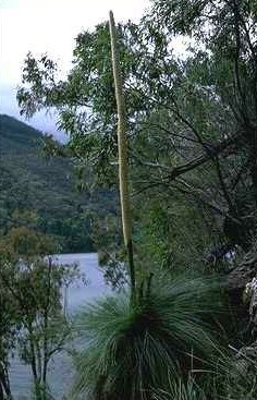 Grass Tree
