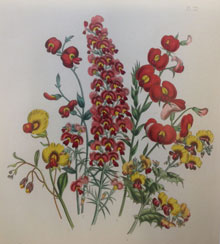 Jane Loudon's pea flowers