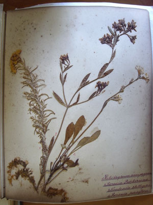 John Stewart plant specimen album