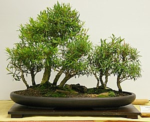 photo of bonsai - click to enlarge