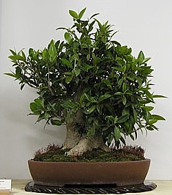 photo of bonsai - click to enlarge