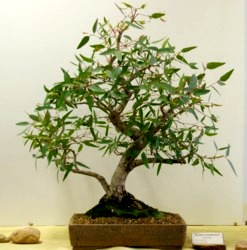 photo of bonsai - click to enlarge