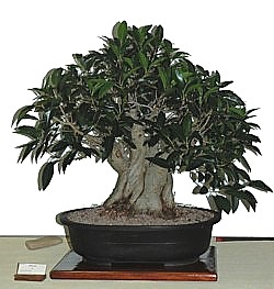 photo of bonsai - click to enlarge