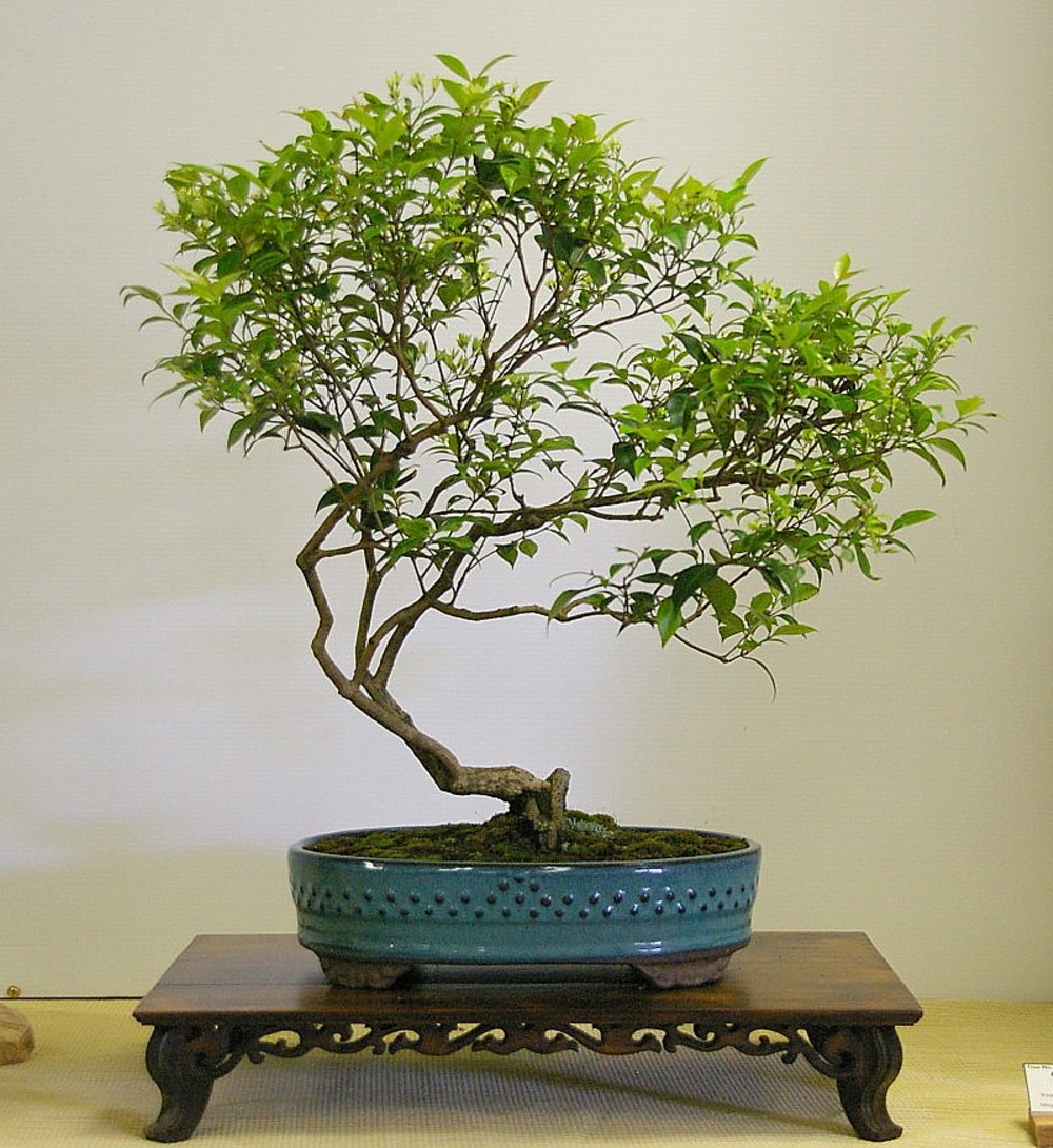 Australian Native Plants As Bonsai 2008