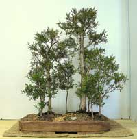 photo of bonsai - click to enlarge