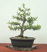 photo of bonsai - click to enlarge