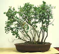 photo of bonsai - click to enlarge