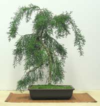 photo of bonsai - click to enlarge