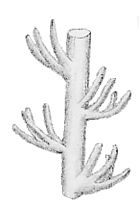 Lepidozia capilligera