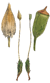 Pogonatum aloides : Berkeley illustration