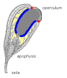 Life Cycle Sporophyte Development Moss Bryophyte Life Cycle Sporophyte Development Moss Bryophyte