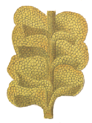 Jungermannia saxicola: ilustracja Hahn