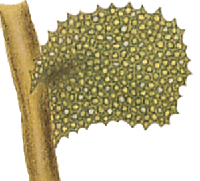 Plagiochila asplenioides : Hahn illustration