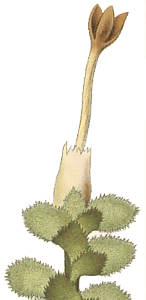 Scapania nemorosa : Hahn illustration