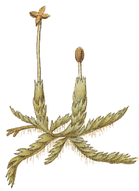 Jungermannia curvifolia : Hahn illustration