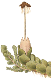 Jungermannia hyalina : Hahn illustration