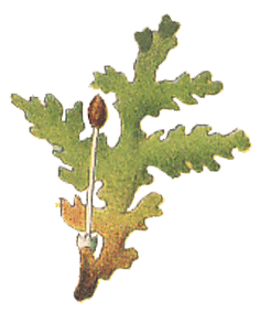 Aneura pinnatifida : Hahn illustration