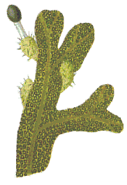 Metzgeria furcata : Hahn illustration