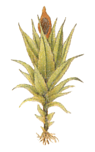 Mildeella bryoides : Migula illustration