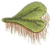 Ricciocarpus natans : Migula illustration