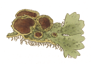 Lichen olivaceus : Smilth illustration
