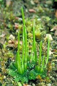 hornwort