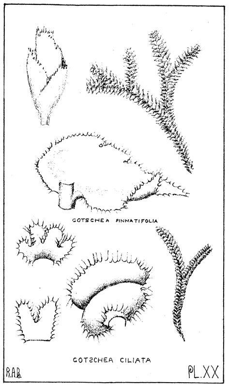 Bastow's Tasmanian Hepaticae