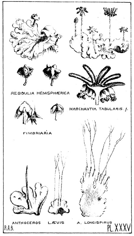 Bastow's Tasmanian Hepaticae