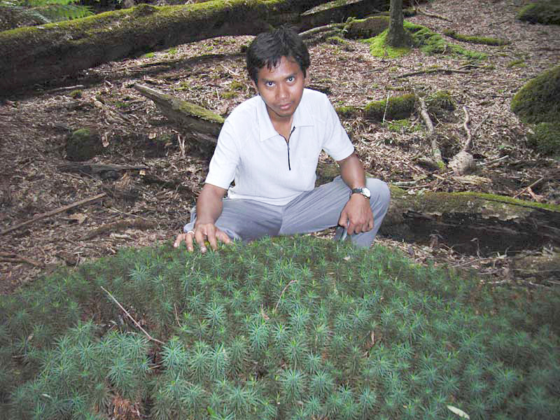 https://www.anbg.gov.au/bryophyte/photos-captions/irwan-rainforest-2006.html